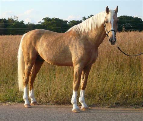 Palomino Horse Facts with Pictures | HorseBreedsPictures.com