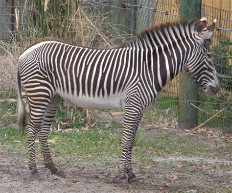 Western Gift: 10 Facts About Zebras