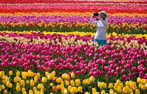 Abbotsford Tulip Festival holds contest for solo time with 2.5 million ...