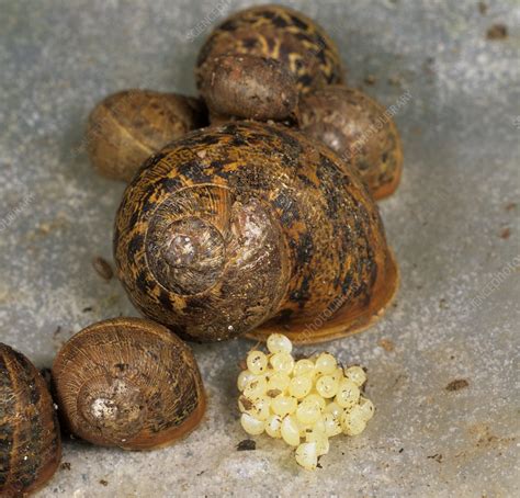 Garden Snail Eggs