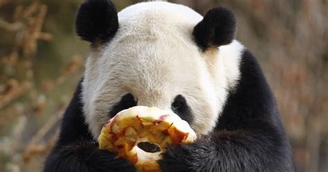 panda eating a fruit snack :) | Panda, Panda bear, Panda gifts