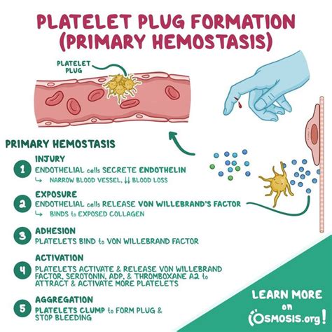 Platelet plug foramtion by osmosis | Medical school stuff, Medical ...