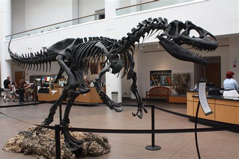 Allosaurus skeleton at SDNHM | Ryan DeLuca | Flickr