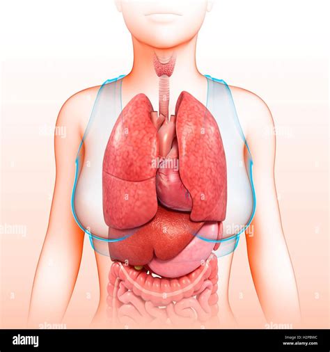 Female chest anatomy hi-res stock photography and images - Alamy