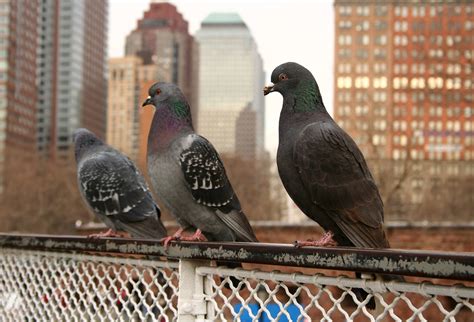 New York Pigeons | Pigeons eagerly waiting for the ferry rid… | Flickr