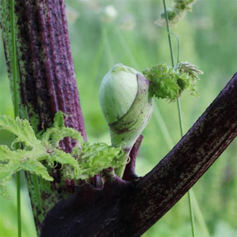 Giant Hogweed Treatment