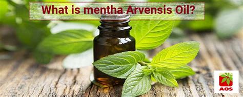 Mentha Oil - Industrial Uses, Benefits and Properties Blog