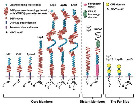 Frontiers Functional Roles of the Interaction of APP and Lipoprotein ...