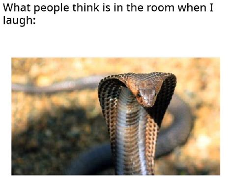 Funny Snake Memes