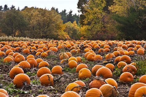 Pumpkin Farm Wallpapers - Wallpaper Cave