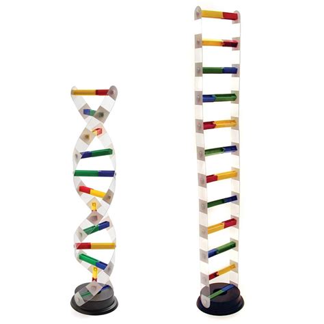 DNA Model Kit | Educational Innovations