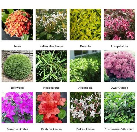 Varieties of Flowering Shrubs for Your Garden