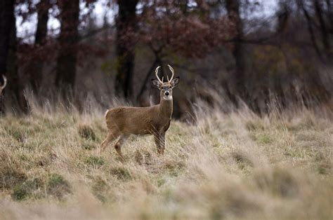 Michigan DNR: Top 10 hunting violations during firearm deer hunting ...