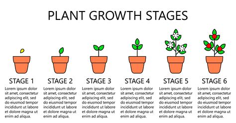 Stages Of Plant Growth Diagram