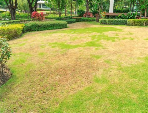 How to Get Rid of Brown Patch Disease on Grass - Backyard Boss