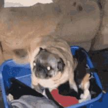 Pug Dancing Vibing Pug GIF - Pug Dancing Vibing Pug Memes - Tumuklas at ...