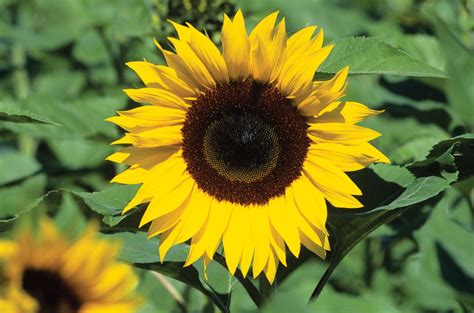 Asteraceae - Daisy, Sunflower, Composite | Britannica