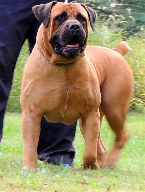 South African Mastiff - Registered Litter | Sandy, Bedfordshire | Pets4Homes | Bull mastiff dogs ...