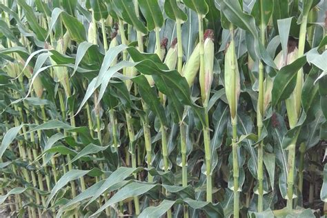 How do maize plants respond to agronomic management practices? - WUR