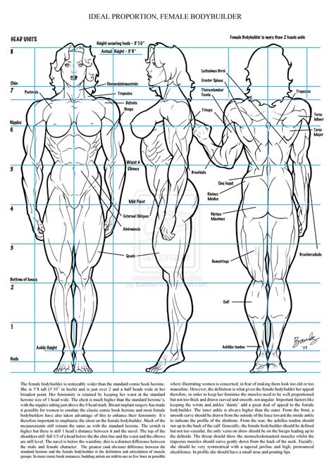 Muscular Women Reference The muscular systems in vertebrates are ...