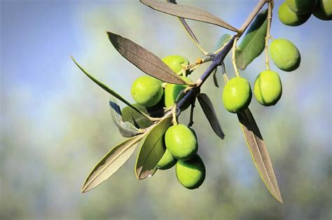 Researchers Work to Identify Olive Varieties Best Adapted to Higher ...