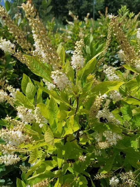 Clethra alnifolia | Mellow Marsh Farm