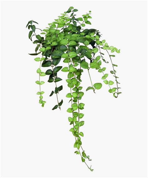 Hanging Ivy Png - Vine ivy, ivy hanging vines, green plants illustration, miscellaneous, leaf ...