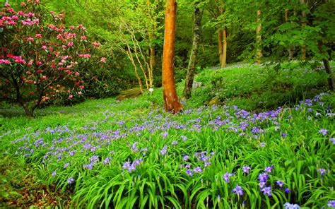 Beautiful Summer Hd Wallpaper Forest With Green Trees, Bushes, Flowers, Grass Nice Summer Day ...