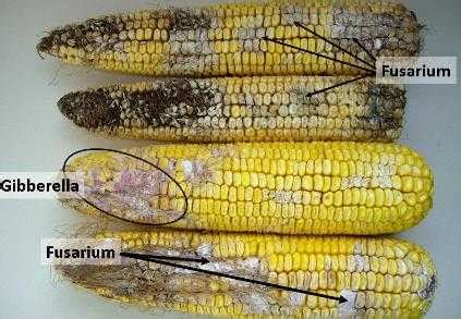 Molds, Mycotoxins and Storage Keys to This Year's Corn Crop | Mold-Help.org - The world's ...