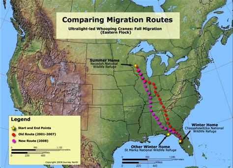 Journey North Whooping Crane Migration