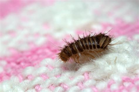 What Causes Carpet Beetles? What Should You Watch Out For? – WhatBugIsThat