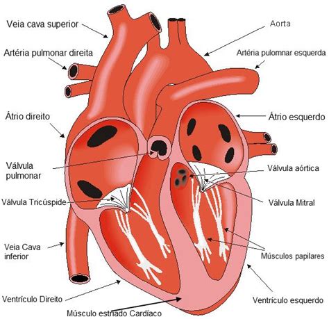 Teliga.net: Tecido Muscular Estriado Cardíaco