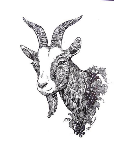 goat face drawing - Google Search | Goat art, Drawings, Animal drawings