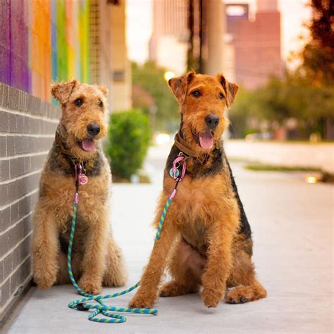 Airedale Terrier Training Secrets - Pets Lovers