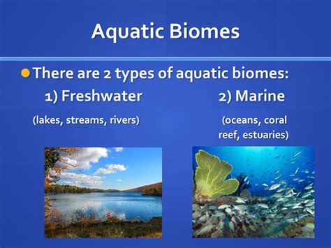 What is Biomes: Definition, Types, Classification of Biomes - Eschool