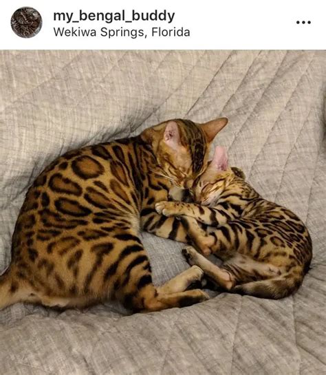 The Essential Elements of Bengal Kitten Care: A Beginner's Guide - Bengal Cat Care