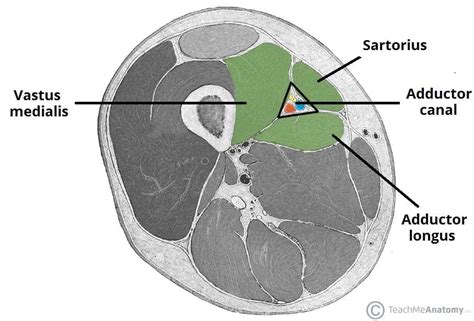 The Adductor Canal - Borders - Contents - TeachMeAnatomy