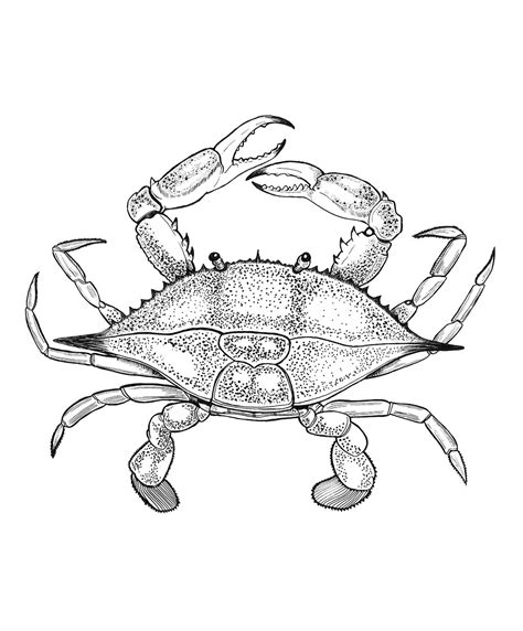 Blue Crab Drawing at GetDrawings | Free download