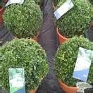 Buy Buxus sempervirens Ball (Common Box) in the UK