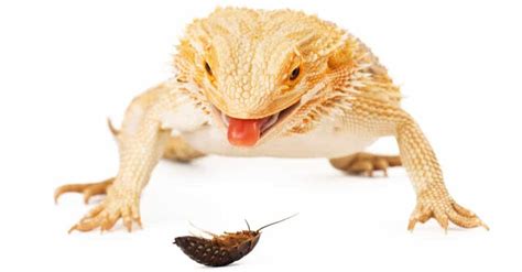 Lizard Poop: หน้าตาเป็นอย่างไร? | Newagepitbulls