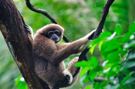 Gibbon stock image. Image of hylobatidae, branch, life - 15443417