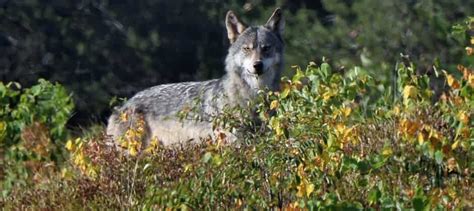 Colorado wolf reintroduction proposal released - The Wildlife Society