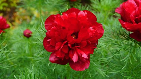 Fern Leaf Peony - double red. 2018 | Peony farm, Peonies for sale, Flower seeds