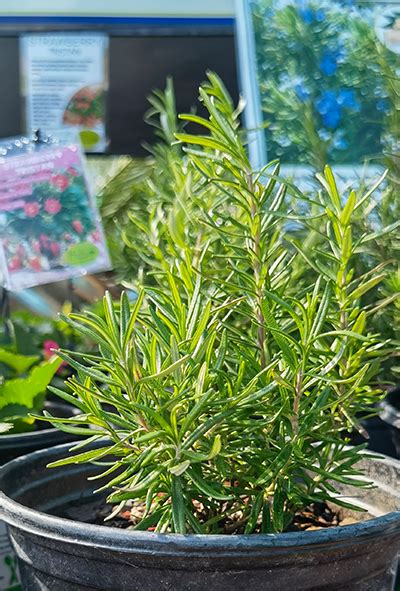 Rosemary – Plant Elite Nursery