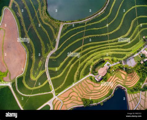 Aerial view of tea plantation Stock Photo - Alamy