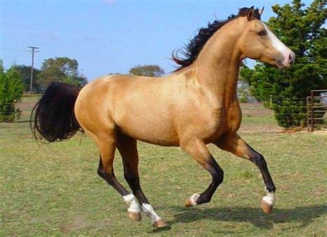 morgan horse - Google Search | Horse breeds, Morgan horse, Horses