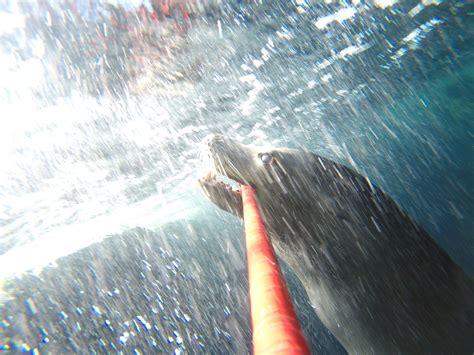 Sea lion learns to take selfies at Aquarium of the Pacific