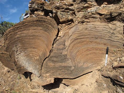 Oldest Animal Body Fossils Found