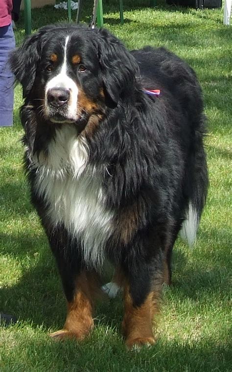 Burmese Mountain Dogs, Swiss Mountain Dogs, Animals And Pets, Baby Animals, Cute Animals ...