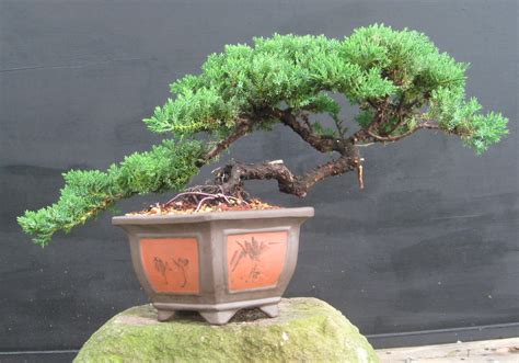 Bonsai Beginnings: Juniper